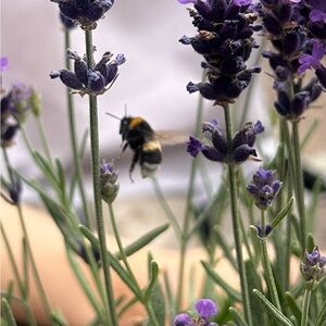 Meet your Posher, Mia